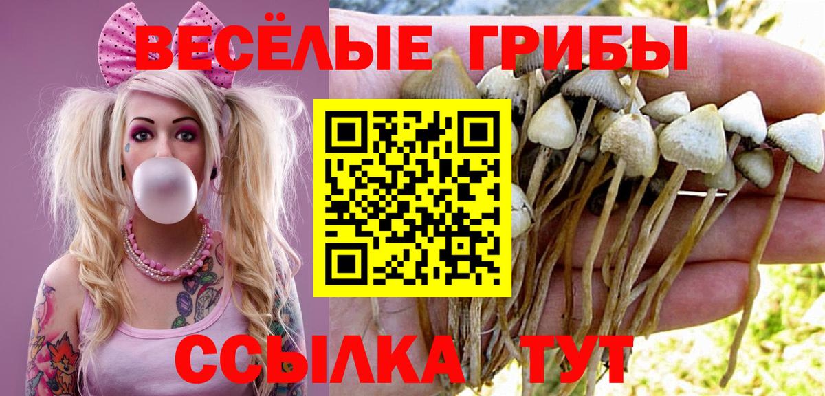 Новомосковск  Псилоцибиновые грибы Psilocybe  Вход с VPN 